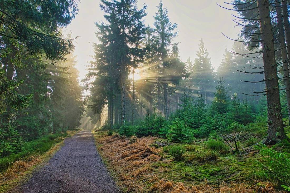 Waldweg mit Sonnenstrahlen